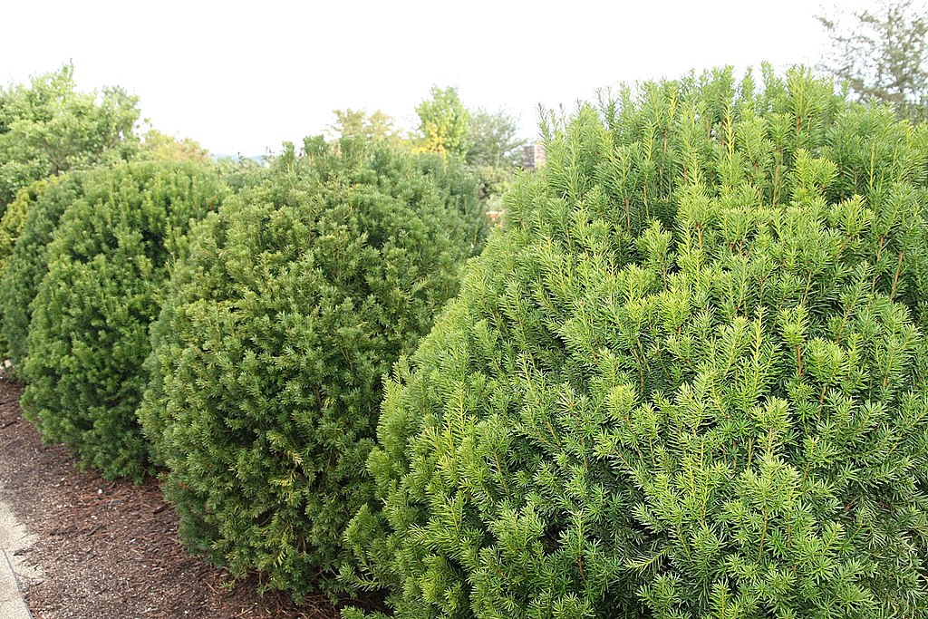 Taxus x media Hicksii - Yew