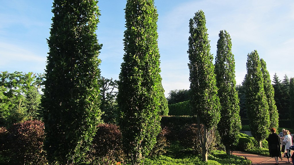 Thornless Hawthorn