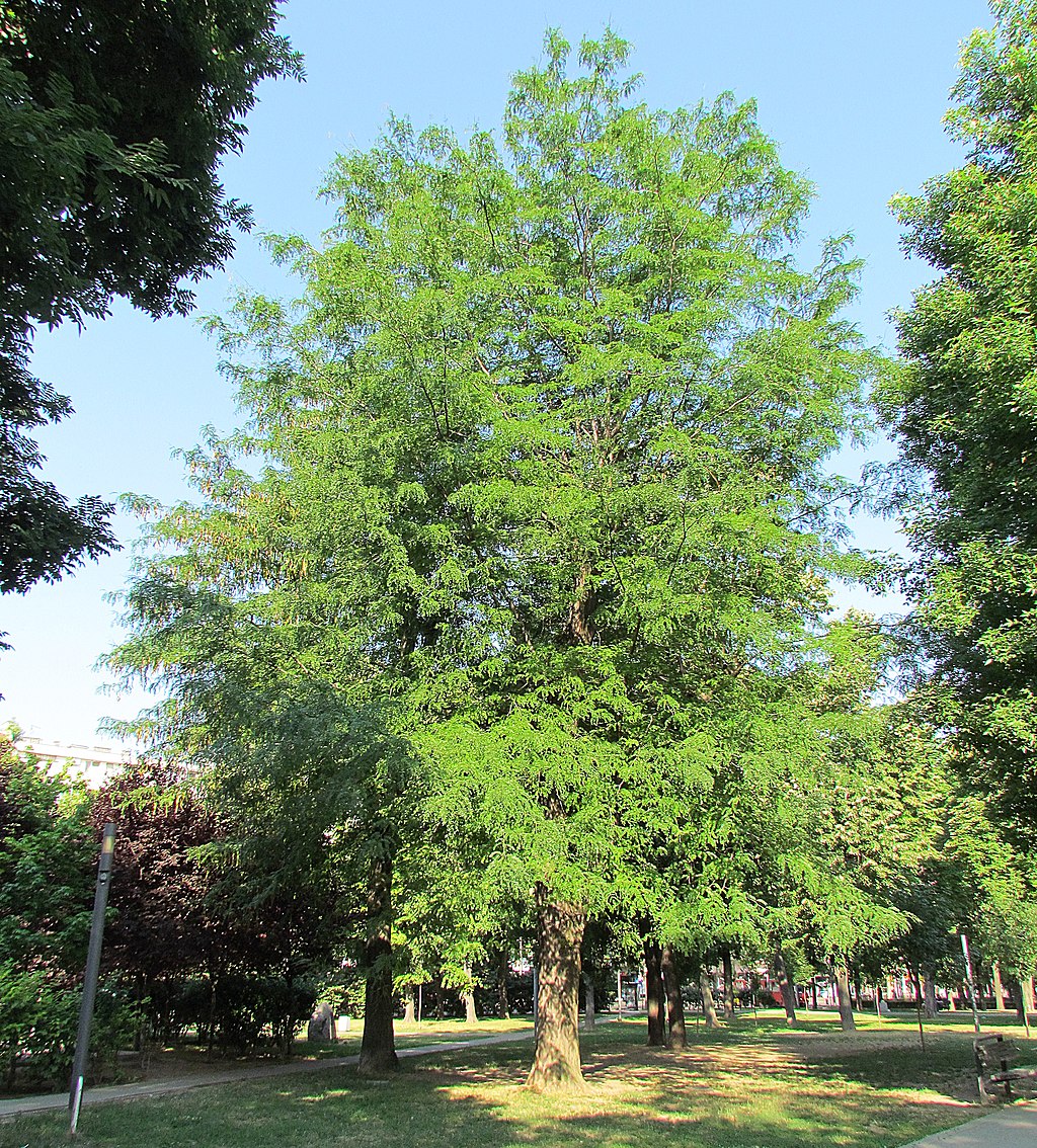 Thornless Honeylocust