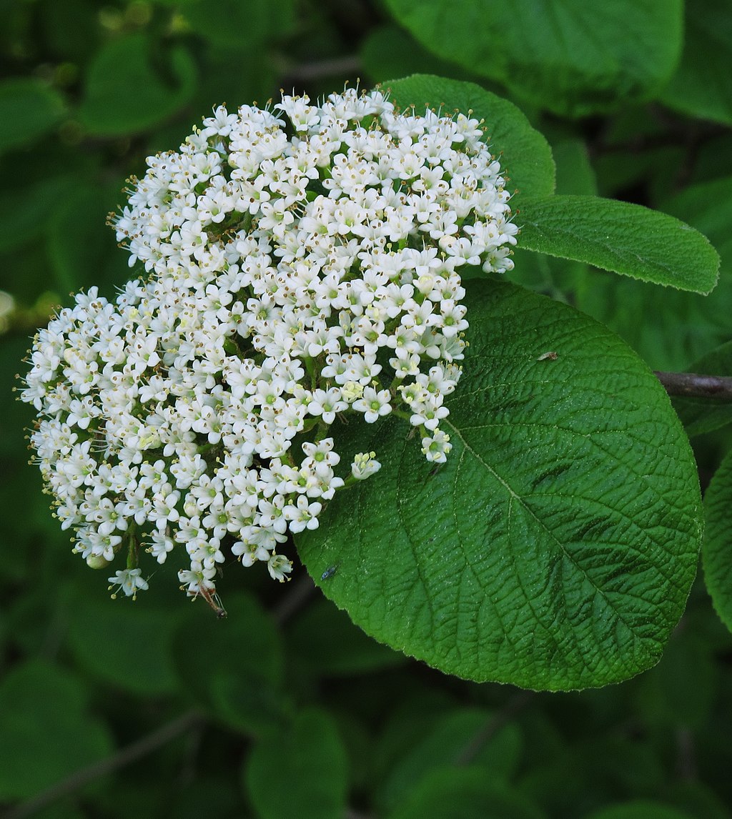 Viburnum