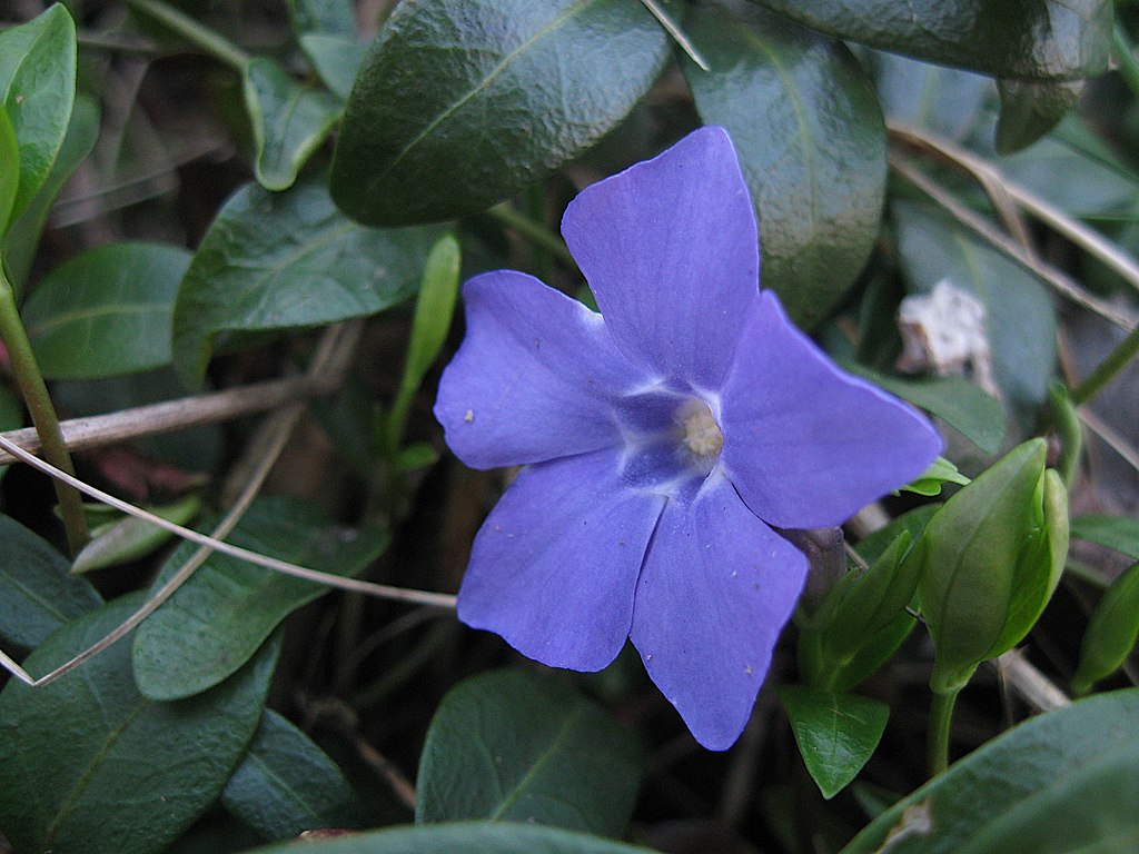 Vinca minor