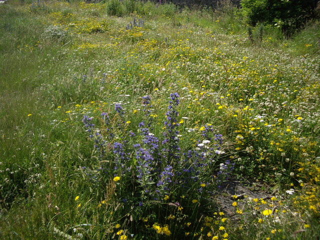 Sustainable landscaping wildflower butterfly garden