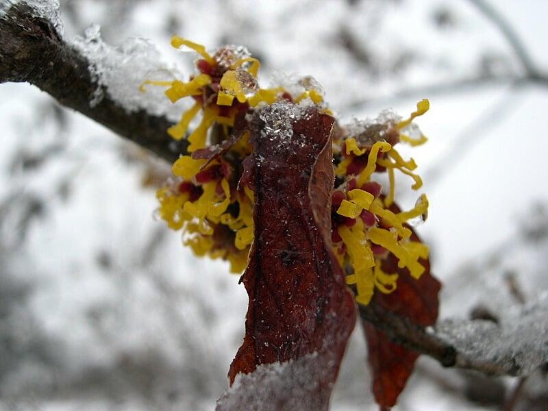 Witch Hazel