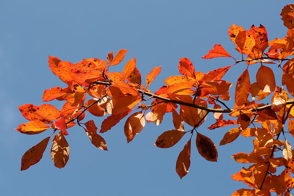 black gum tree