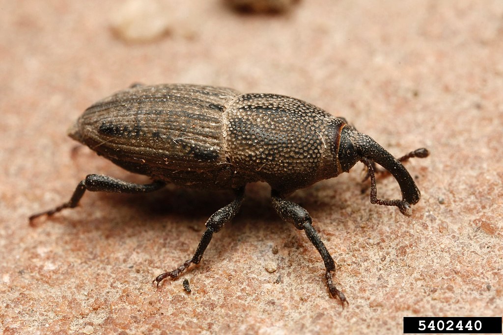 cc-closeup of billbug 