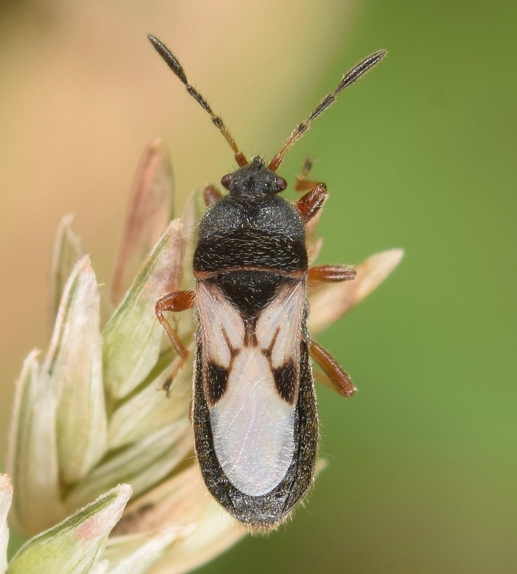 Close-up of a chinch bug