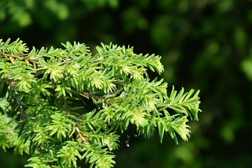 eastern hemlock tree