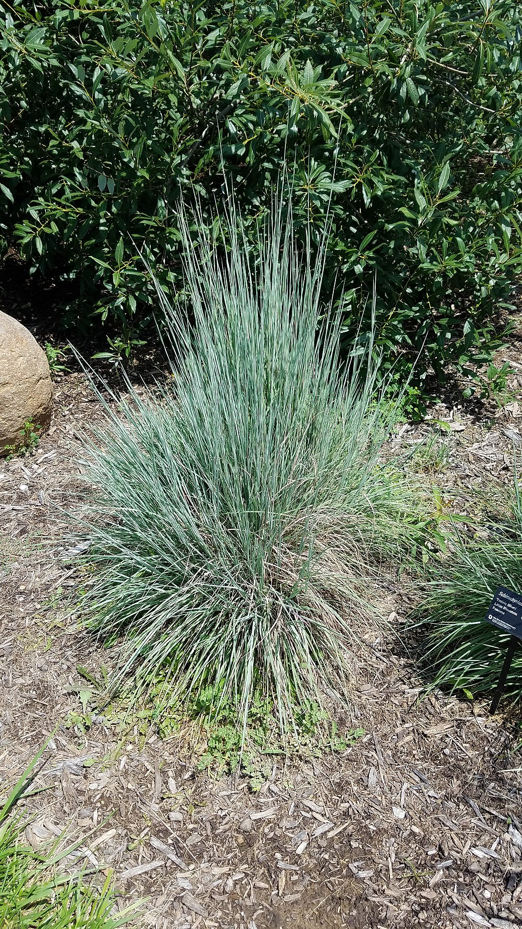 little bluestem grass