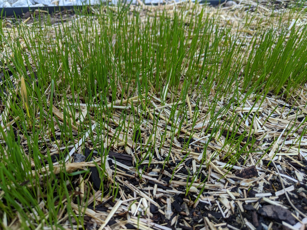 new grass growing through wood chips