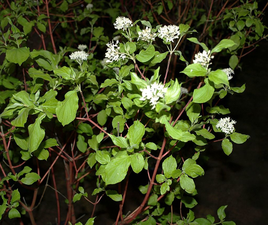 red twig dogwood plant