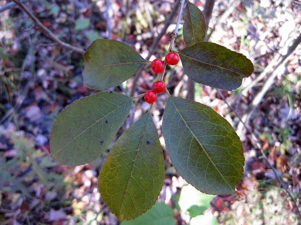 winterberry holly branch with berries