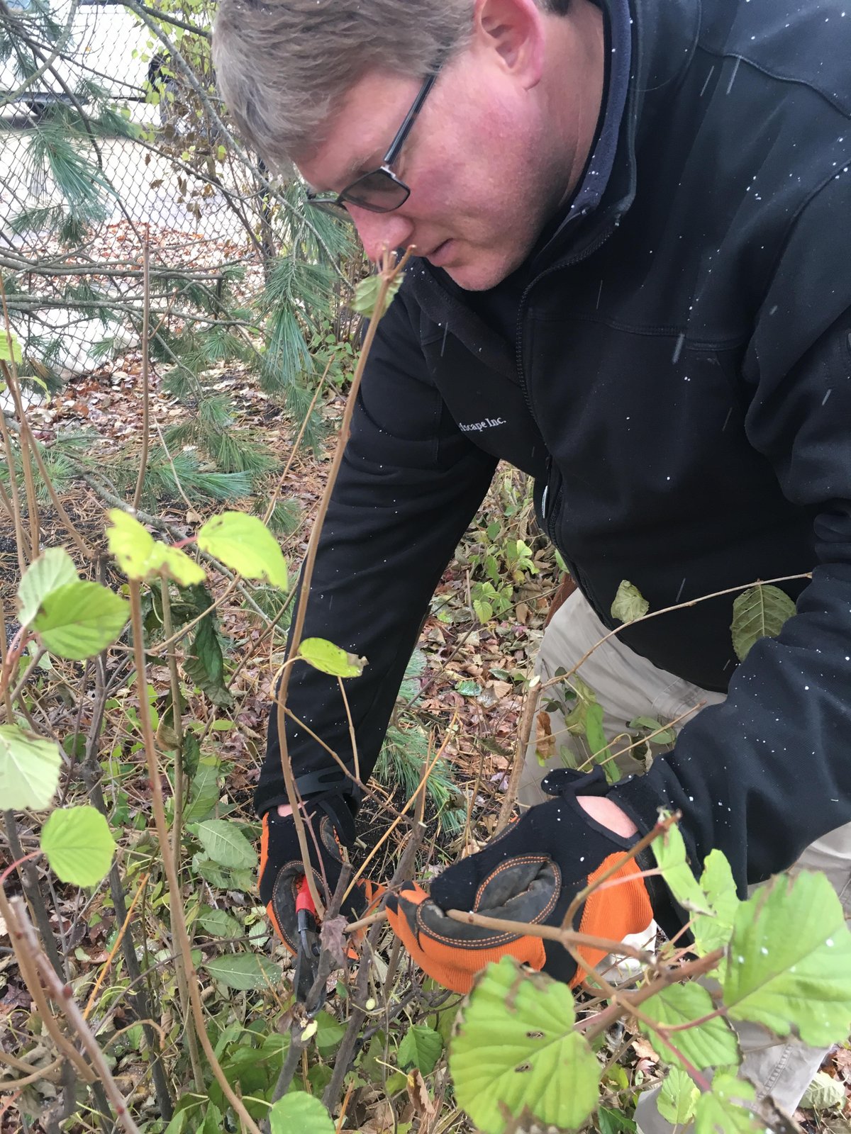 lawn care professional dormant pruning