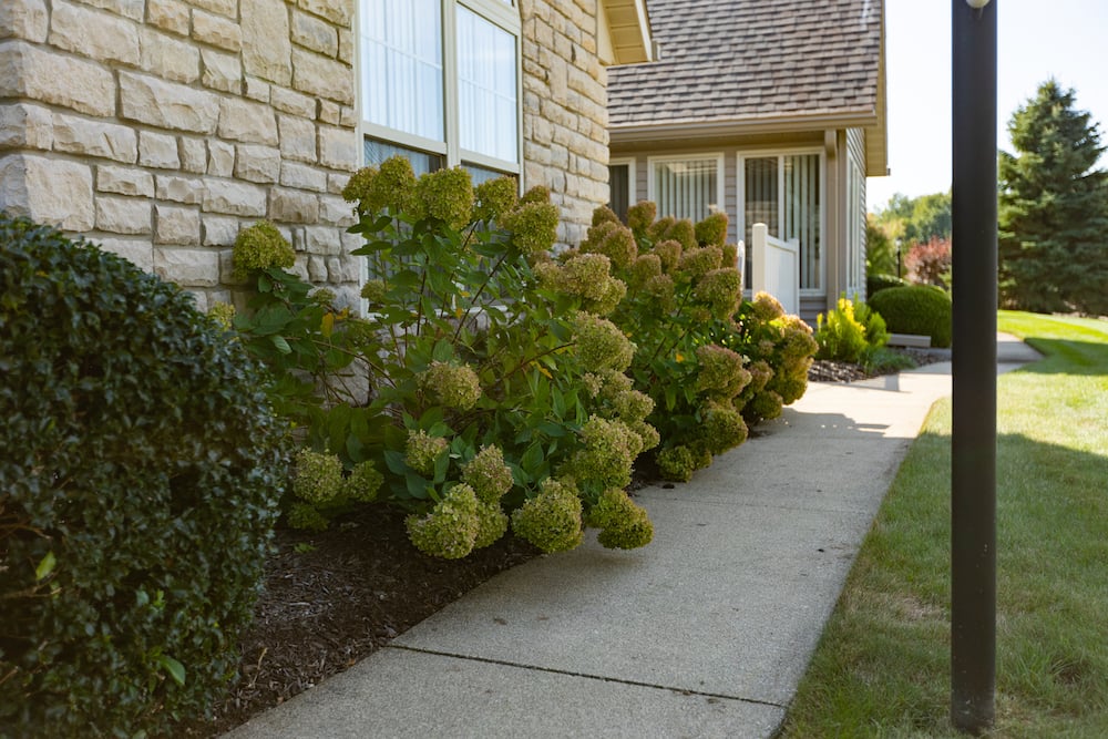 Abbey Glen hoa plants beds 3