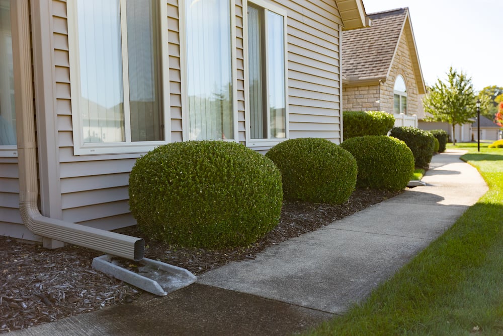 neatly pruned boxwood shrubs