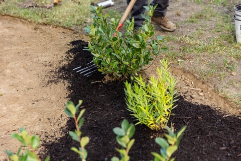 Commercial landscaping shaker school case study crew mulching 4