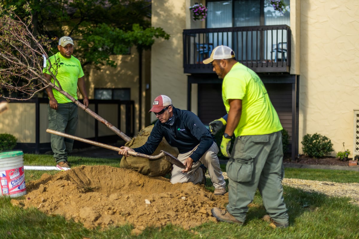 landscape crew planting tree