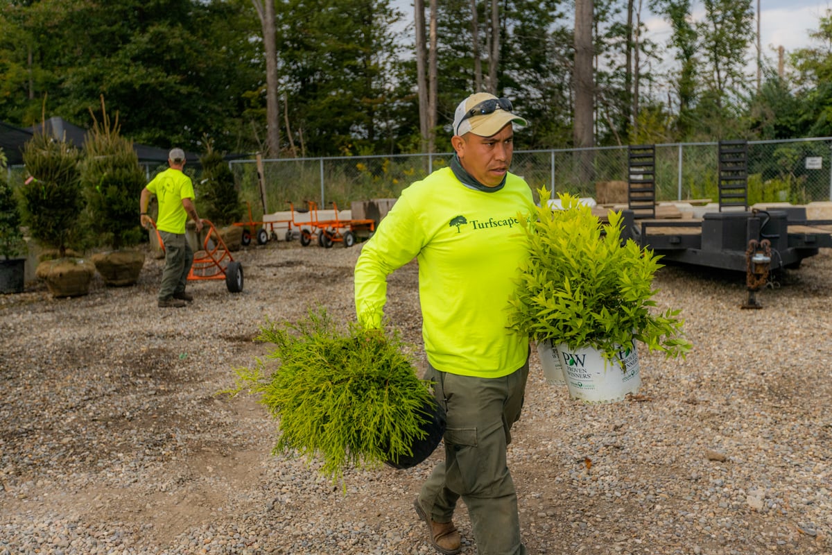 landscape installation Crew carrying plants