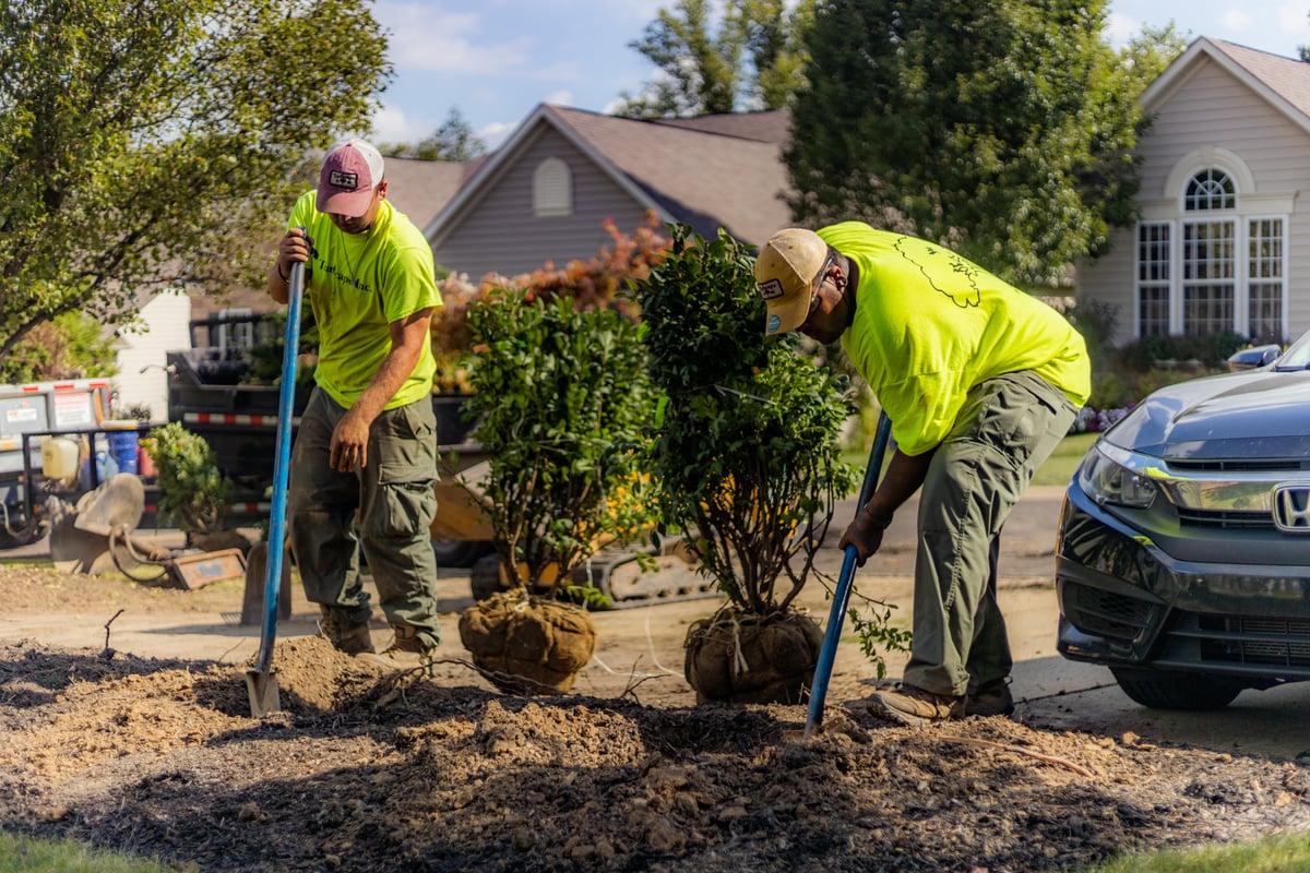 landscape maintenance team plants trees