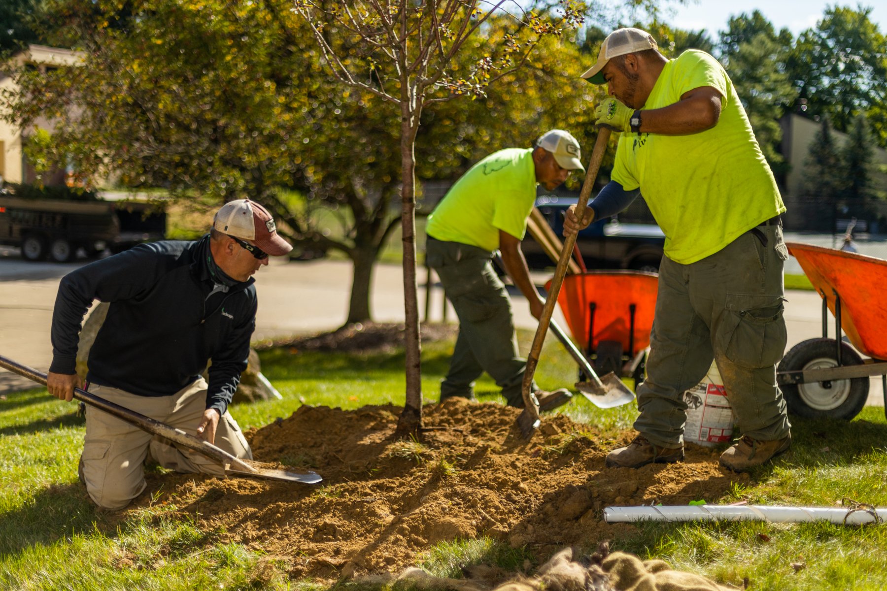 Crew planting tree with shovels