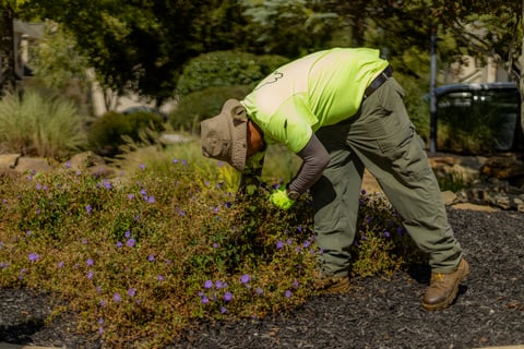 Crew pulling weeds from flowerbed