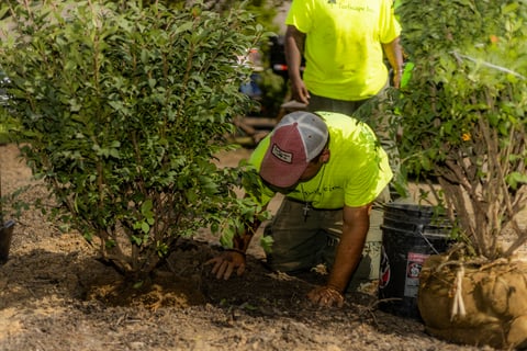 Crew putting dirt around shrubs