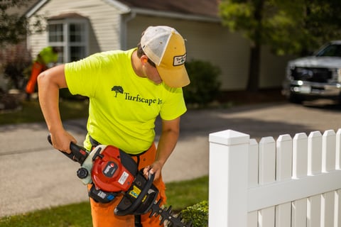 Hedge trimming near fence 2