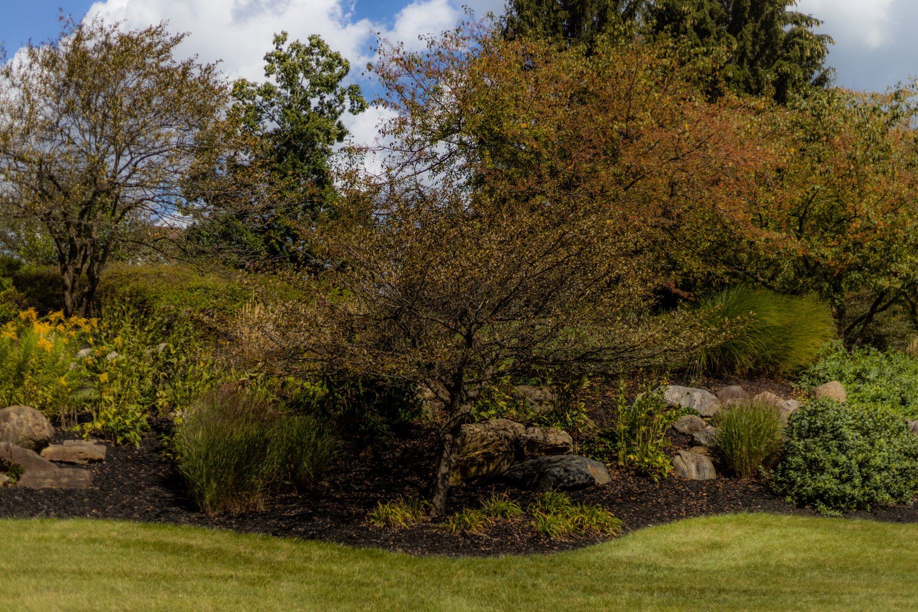 Landscape with trees, flowers and grass