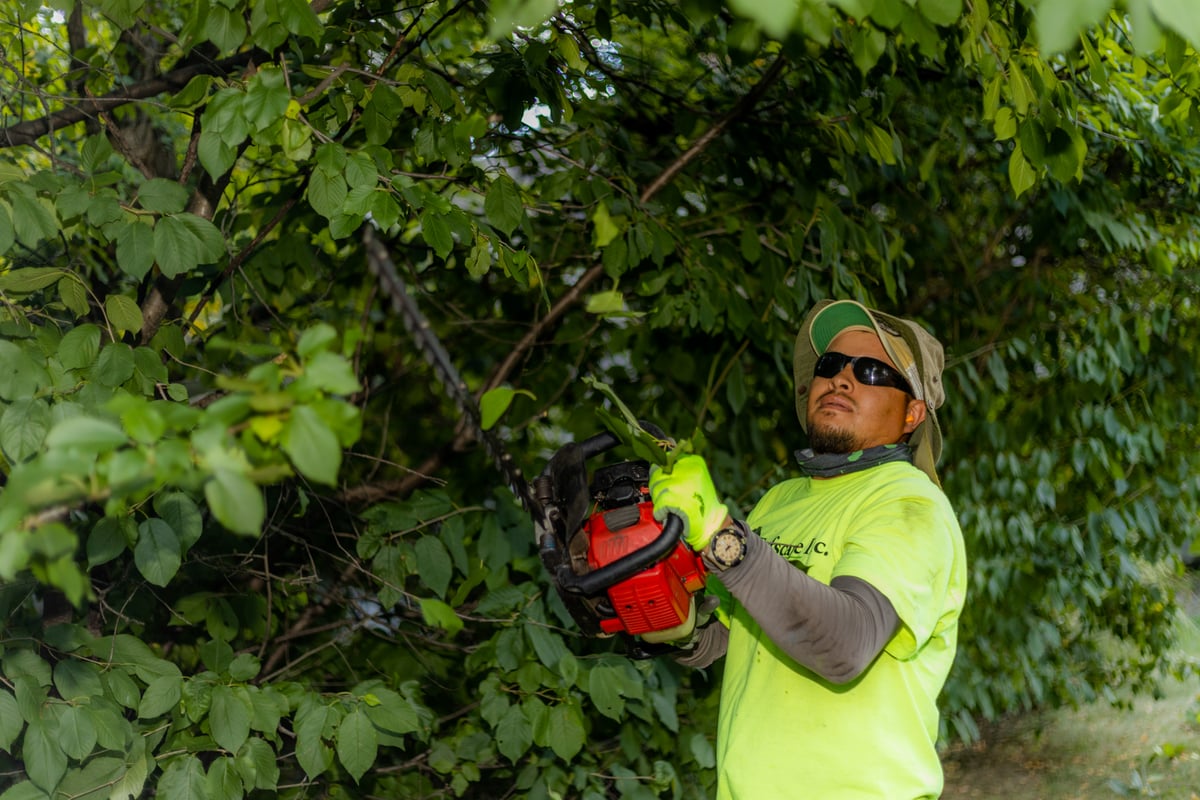 commercial landscape maintenance professional trims back shrubs