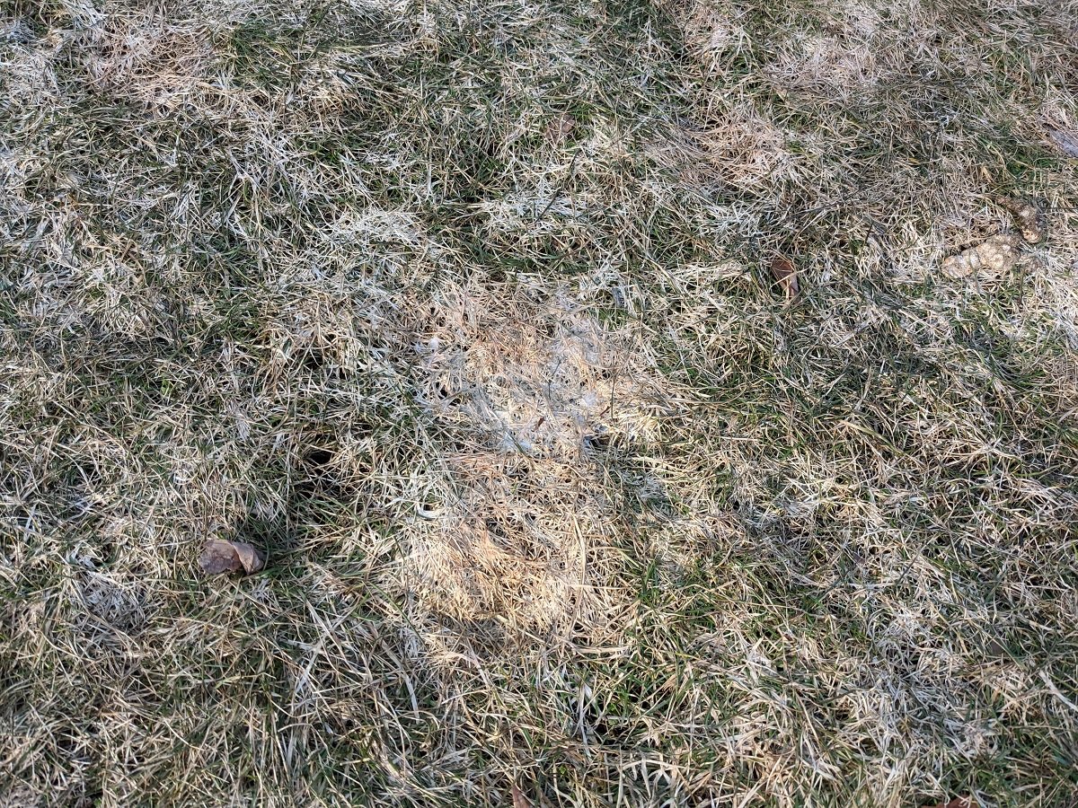 Snow Mold on lawn