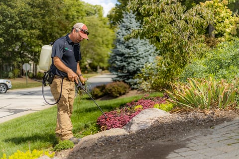 Spraying flowerbed for weeds and pests 2