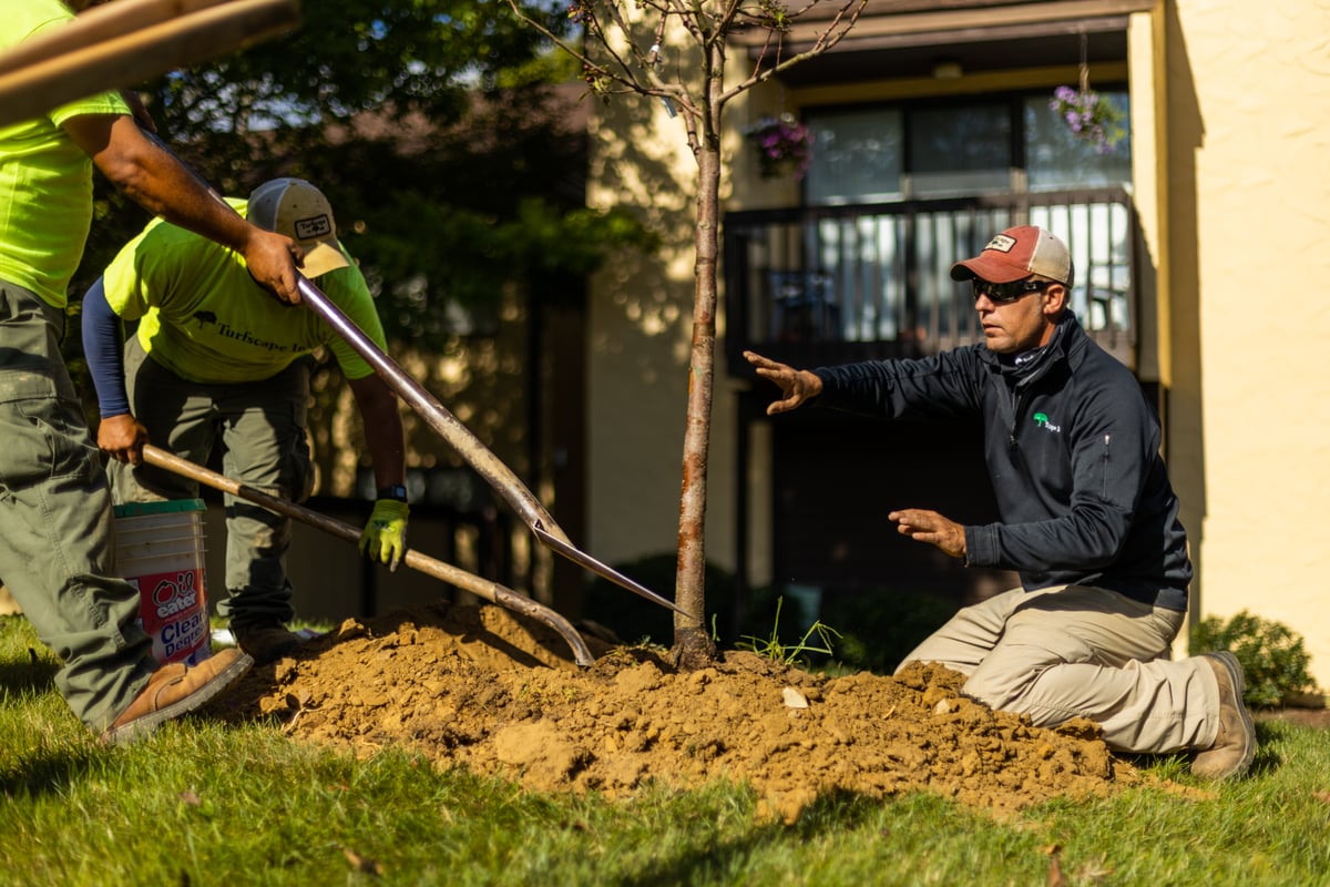 landscape installation crew plant tree