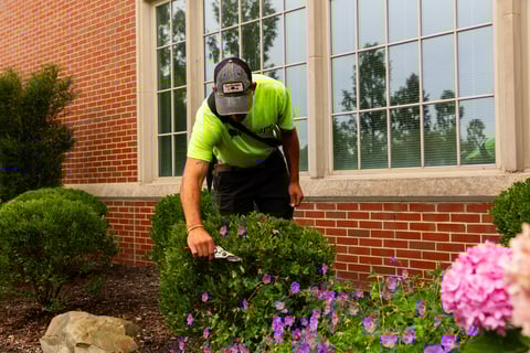 commercial landscape crew hand pruning 
