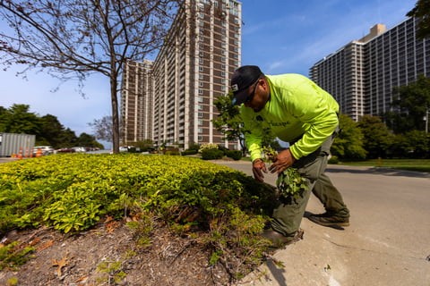 crew cutting down bushes 1
