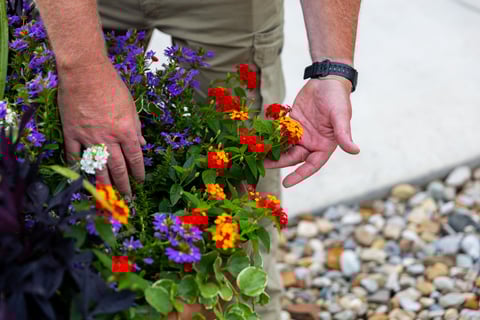 crew dead heading container garden 1