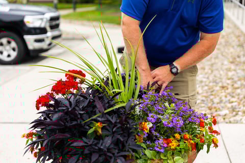 crew dead heading container garden 4