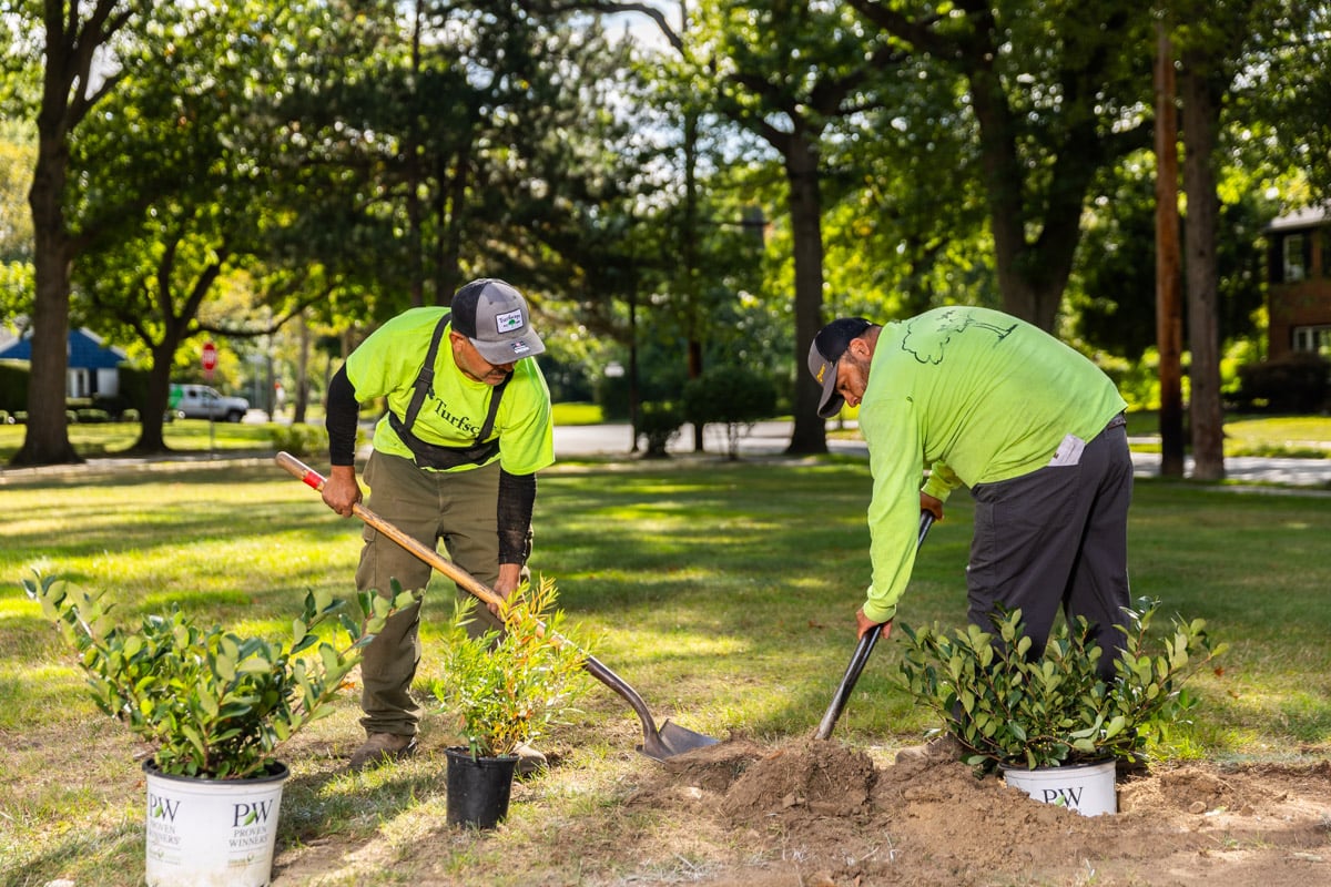 crew members planting shrubs 
