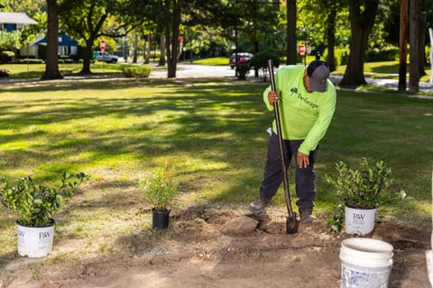 crew planting shrubs