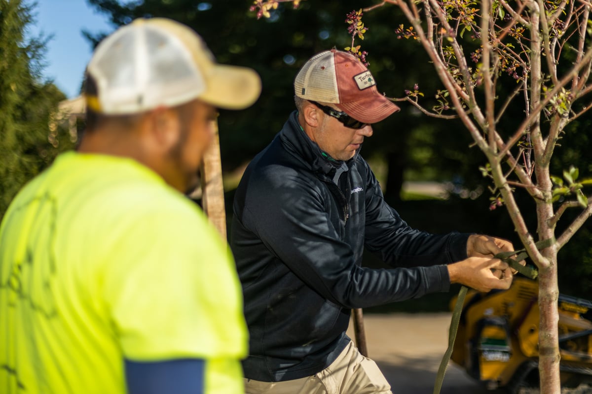 crew planting tree and inspecting