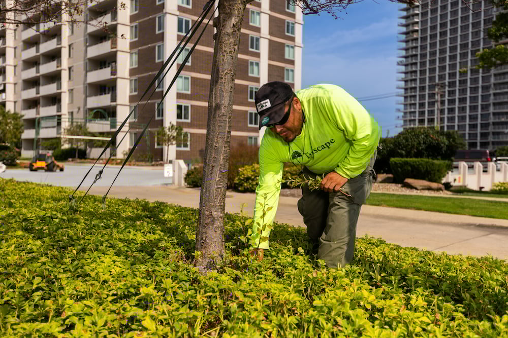 crew trimming bushes and picking weeds