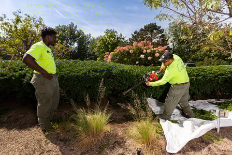 crew trimming down shrubs