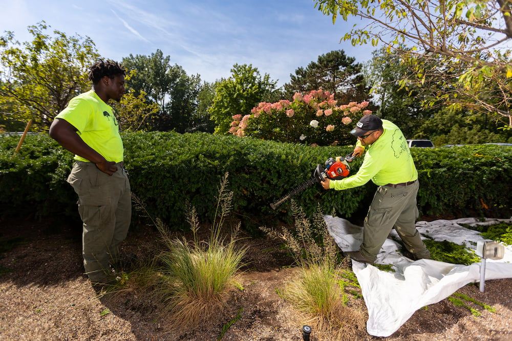 landscape maintenance team trimming shrubs