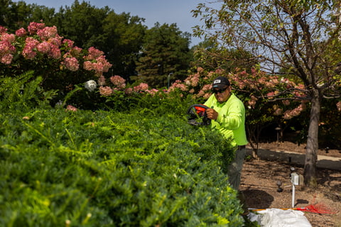 crew trimming shrubs
