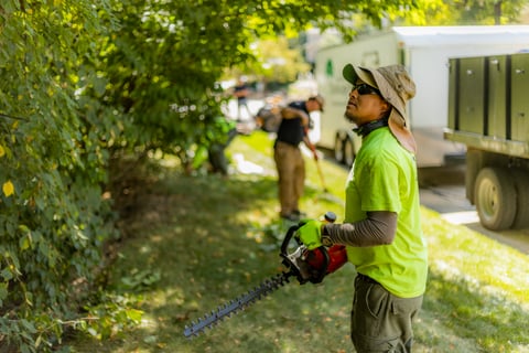 crew yard cleanup and trimming