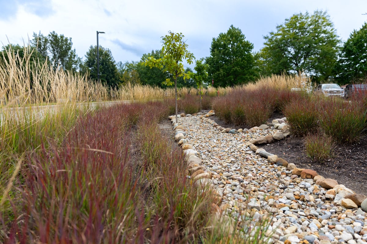 dry creek drainage area and plantings 2