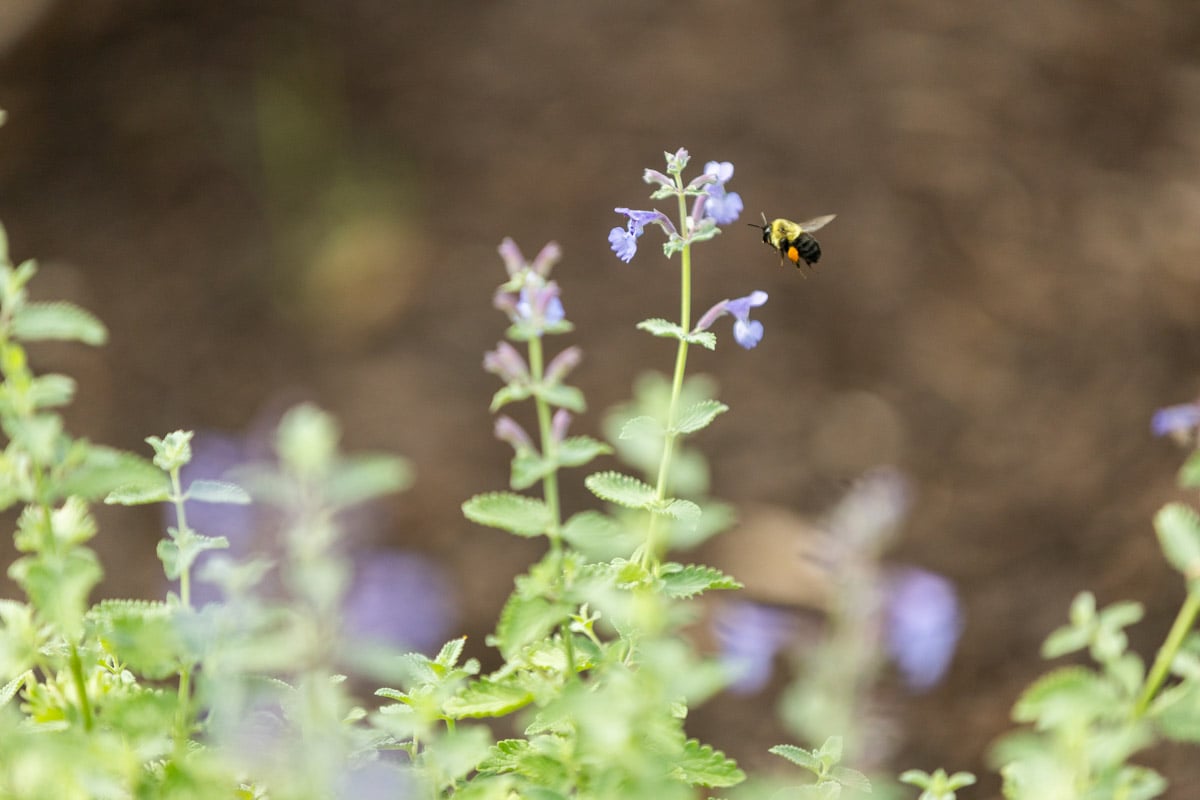 flower with bee close up 1
