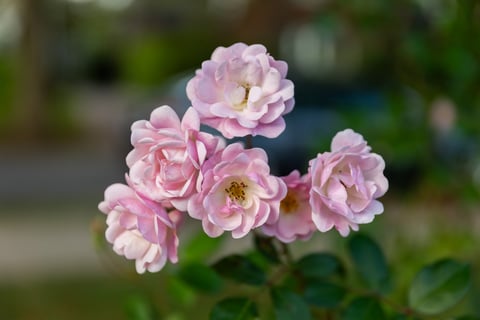 flowers close up