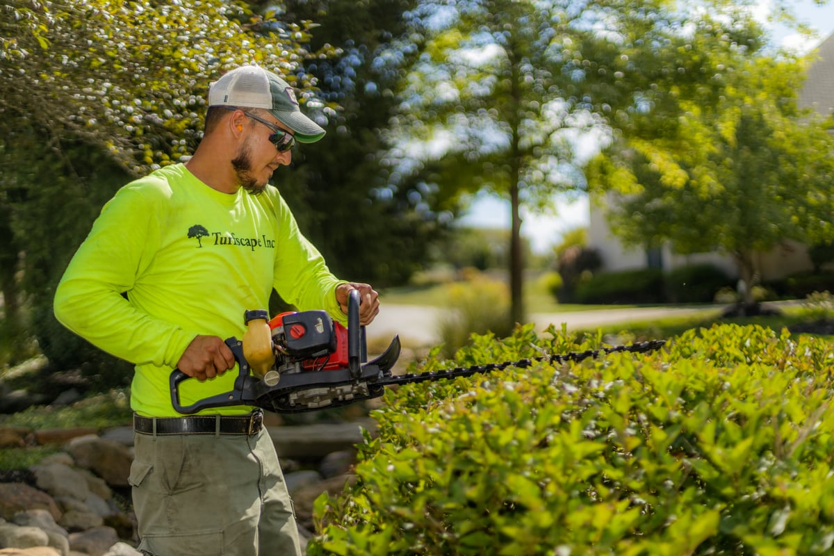 landscape team trims bushes with hedgetrimmer