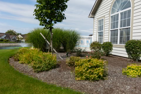 plant bed 1