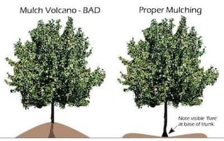 Mulching Volcano.jpg