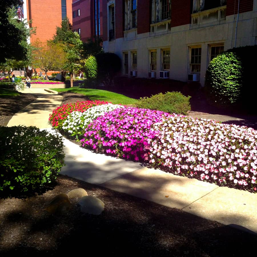 School pathway with landscape enhancements 